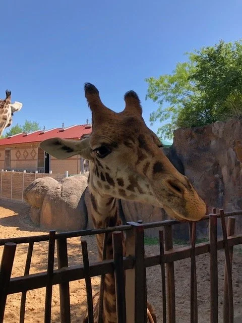 A giraffe pokes his head above the gate at the Houston Zoo.