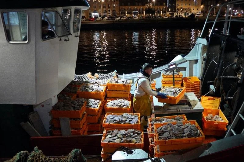 A man sorts through scallops as his boat arrives in Honfleur.