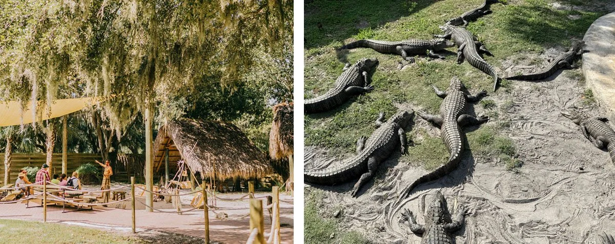 Alligators at Boggy Creek Airboat Adventures in Kissimmee, Florida.