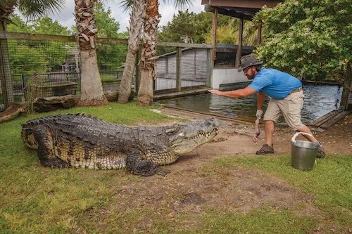 A man in a blue shirt reaches out his hand to pet a big alligator.