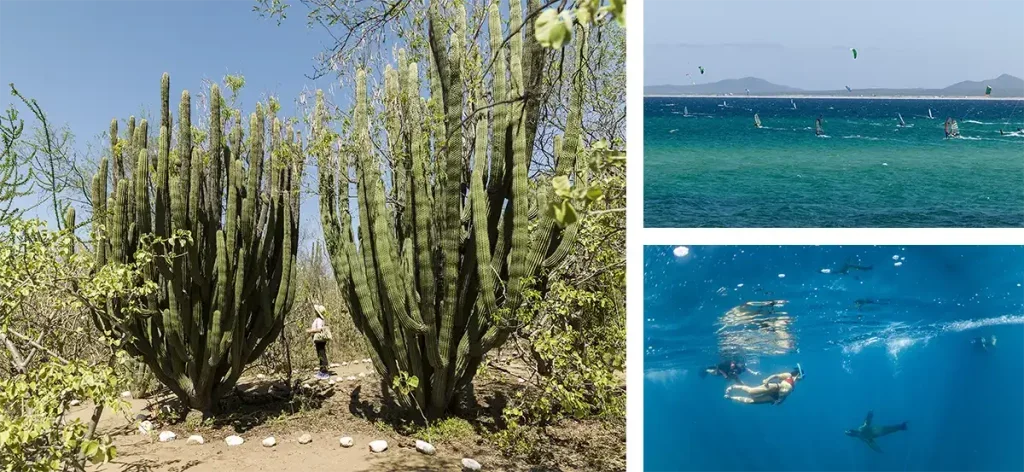 A woman stands next to tall green cacti alongside two pictures of crystal blue water.