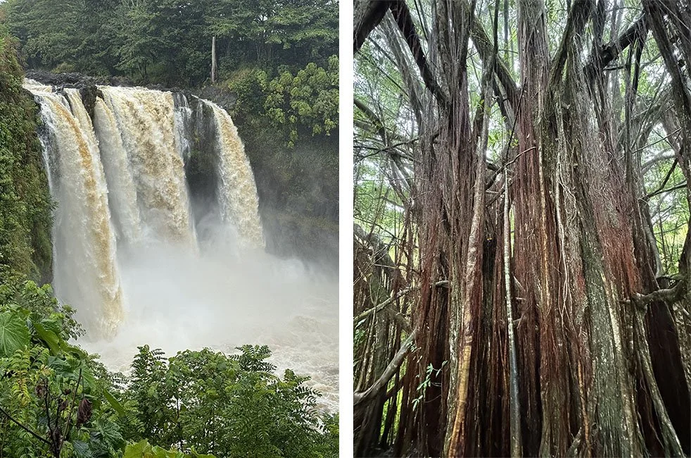 Hilo's Rainbow falls and Banyan trees in Akaka Falls State Park.