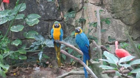 Two blue and yellow parrots sit on a branch.