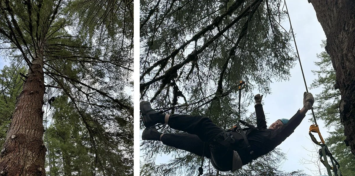 Tree climbing at Silver Falls.