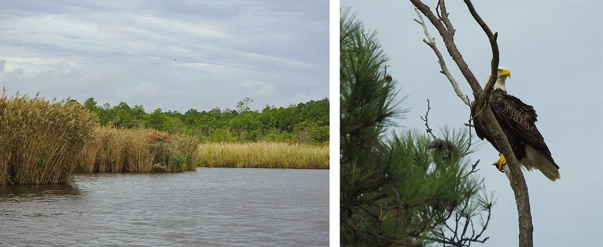A bald eagle found in Virginia Beach with Moore To See Photo Expeditions.