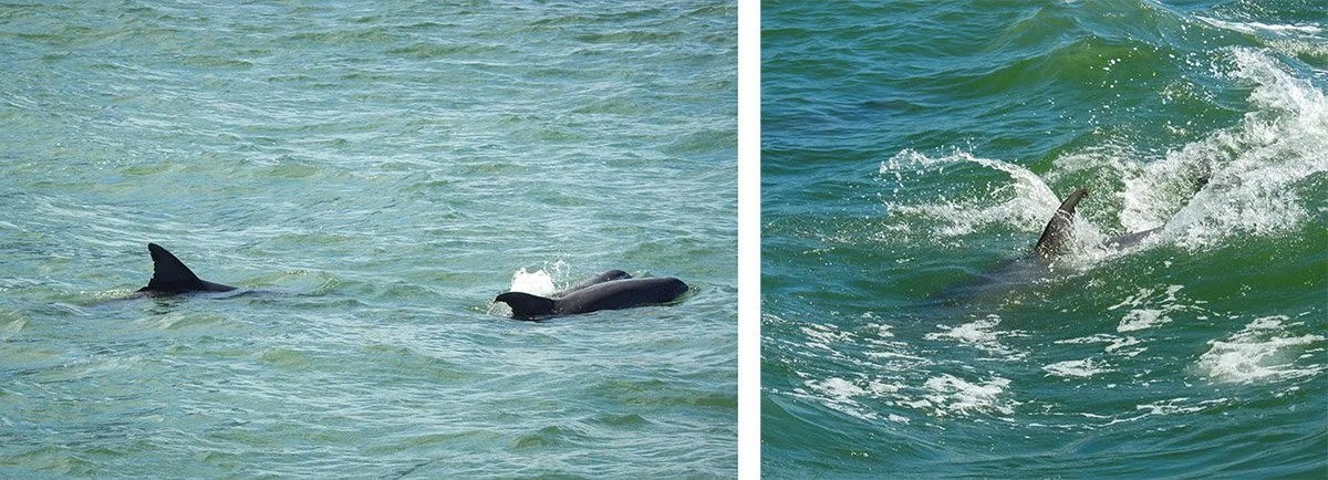 Some playful dolphins in Virginia beach spotted with Rudee Tours.