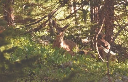 A deer basks in the morning sun in Boulder.