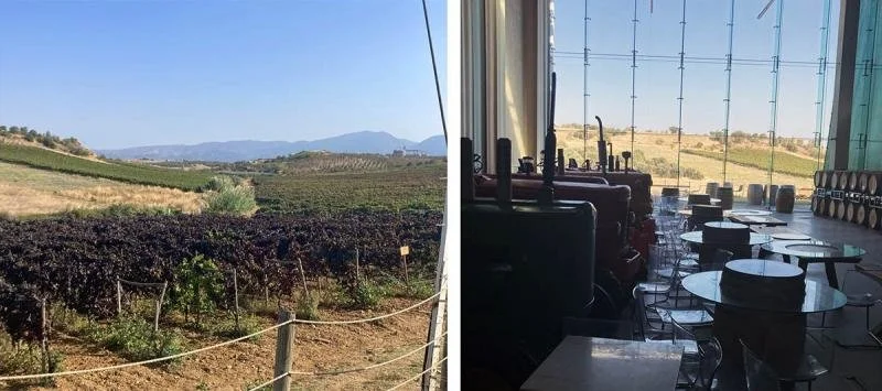 The rolling hills and large glass windows at Nif Winery.