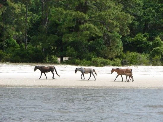 3 horses pass across the water in front of green trees on Amelia Island.