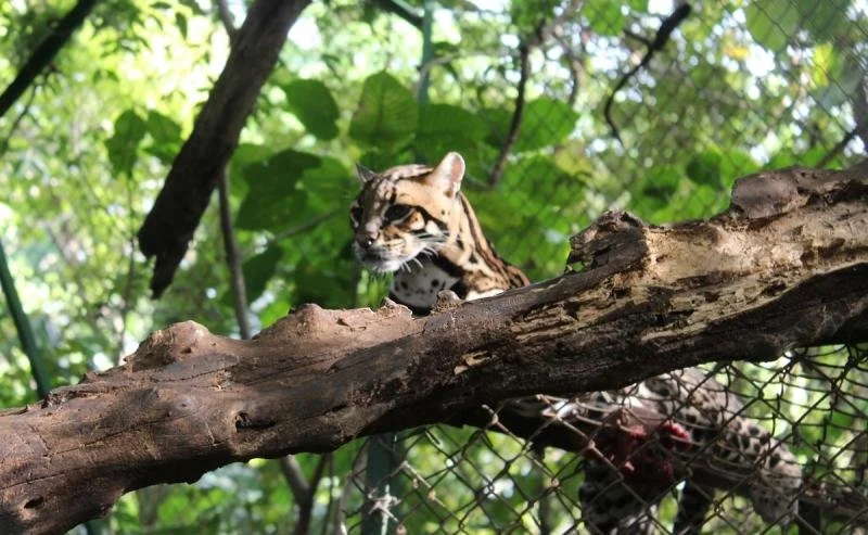 An ocelot sits on a branch at Centro De Rescate Las Pumas in Costa Rica.