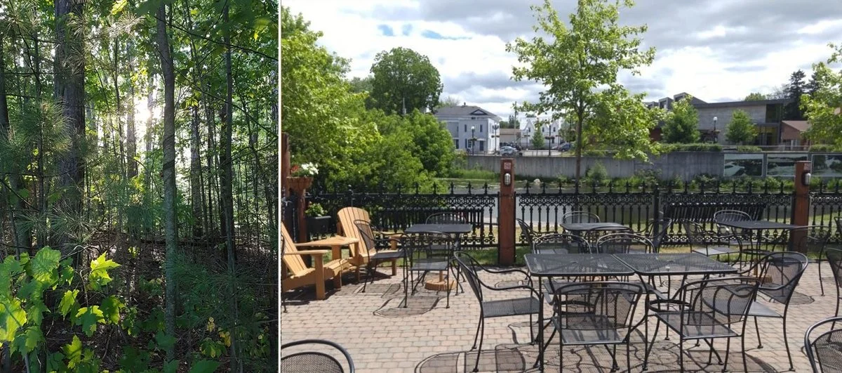 Green trees at the Furguson Foreat Centre in Kemptville, ON.