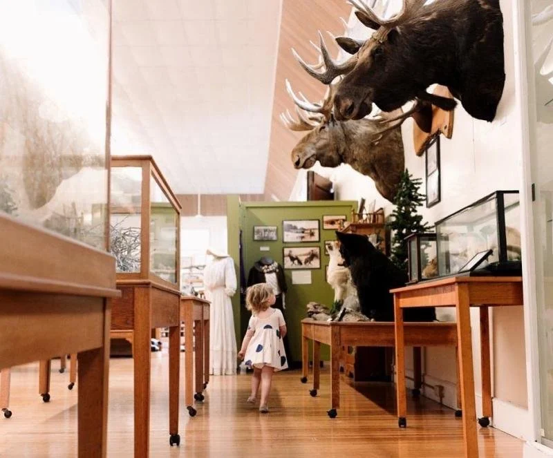 A little girl in a polka dot dress looks at moose heads on a wall at the Libby Museum.