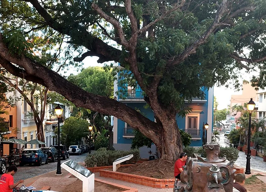 A large tree on the quaint streets of San Juan, Puerto Rico.