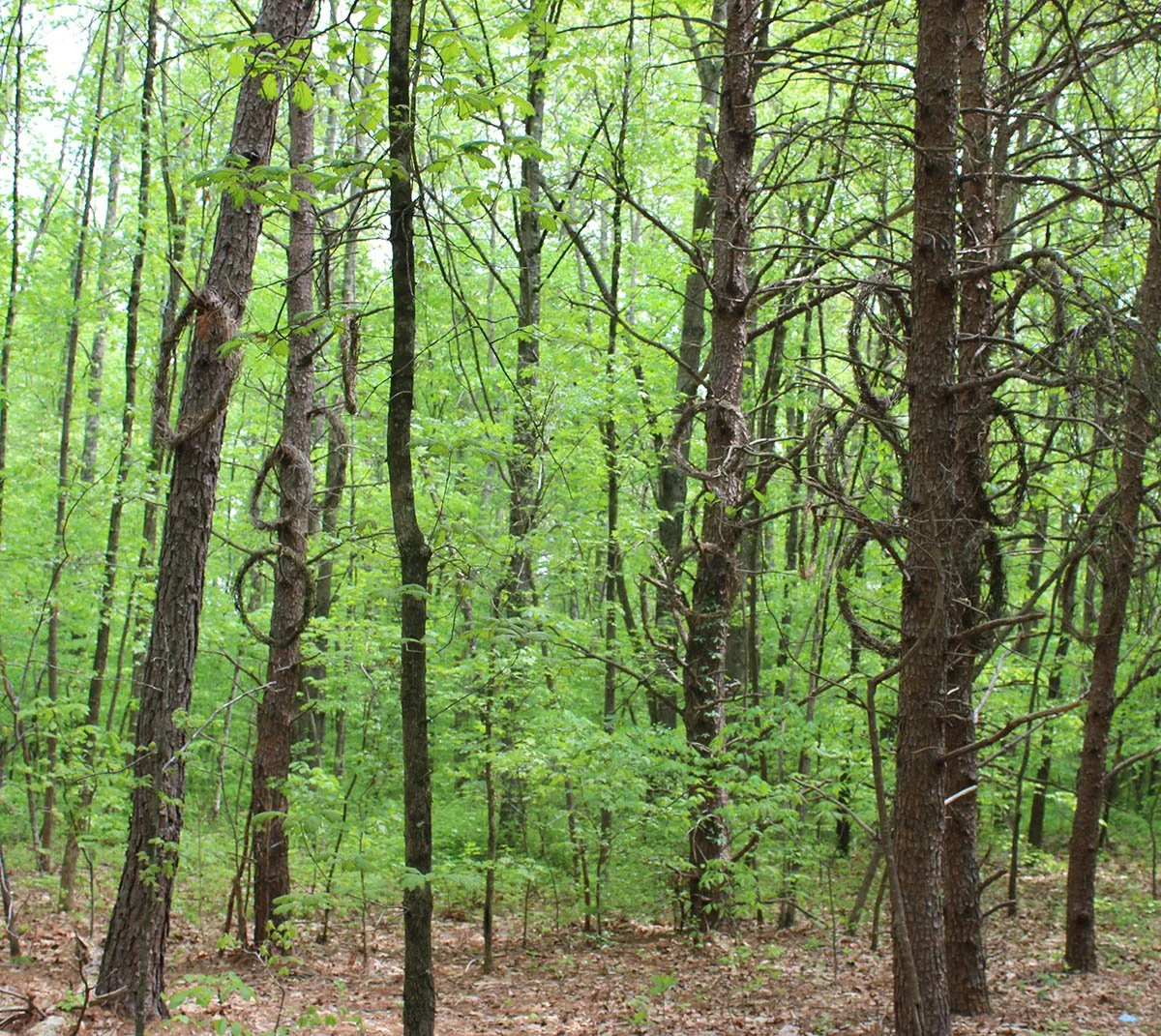 Bright leaves in the forest spotted on The Rooted Wisdom tour at Adkins Arboretum.