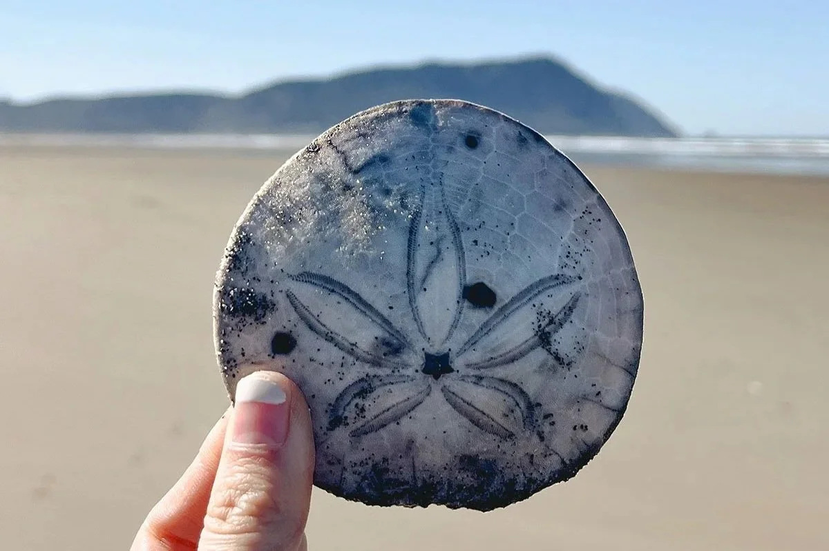 A girl holds up a complete sand dollar in front of the ocean and mountains along the Oregon Coast.