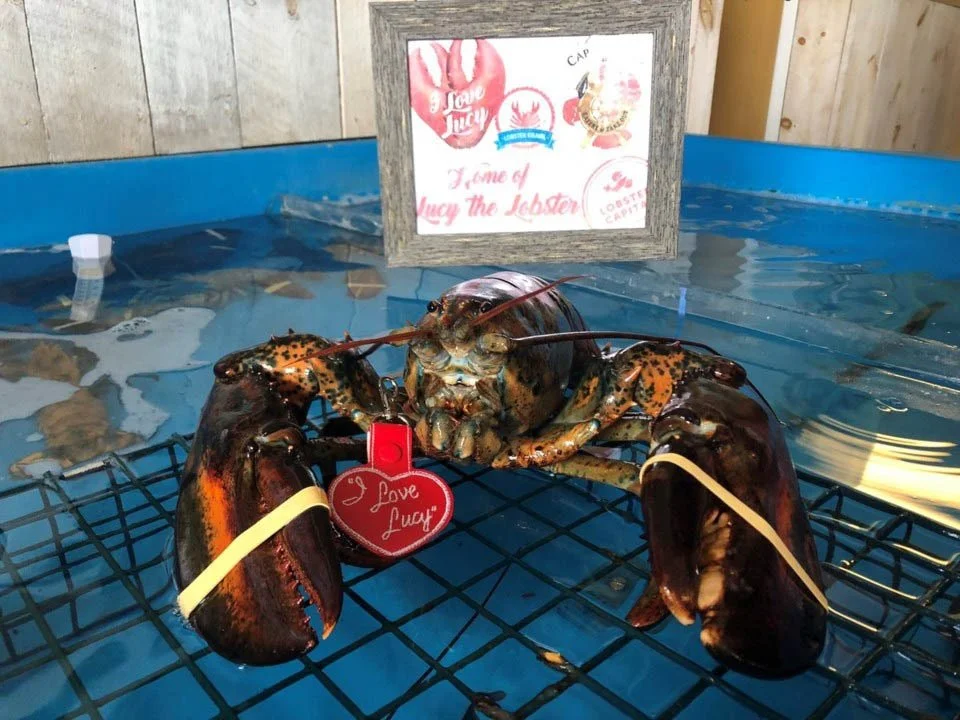  Lucy the Lob-Star hanging out at her cage in the Capt Kats Lobster Shack in Barrington.