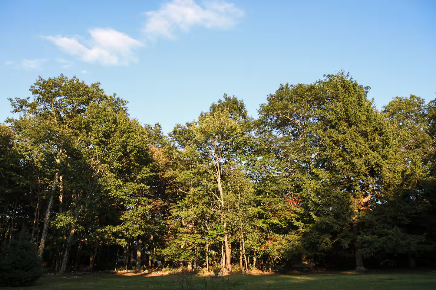 A line of tall trees in a park under a blue sky with a few white clouds.