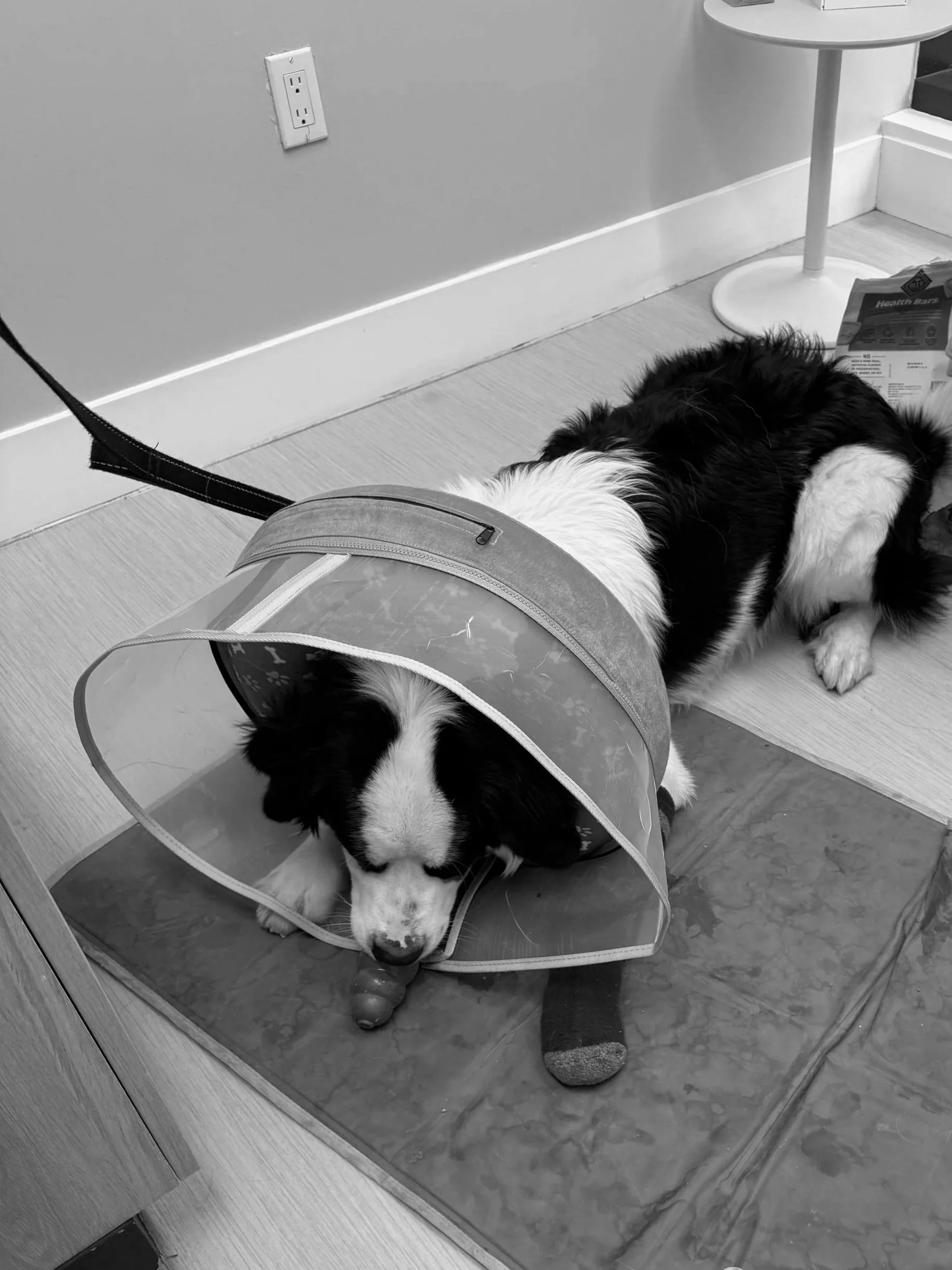 A dog wearing an Elizabethan collar and lying on the floor, with its head resting on a toy and a blanket underneath during a veterinary visit.