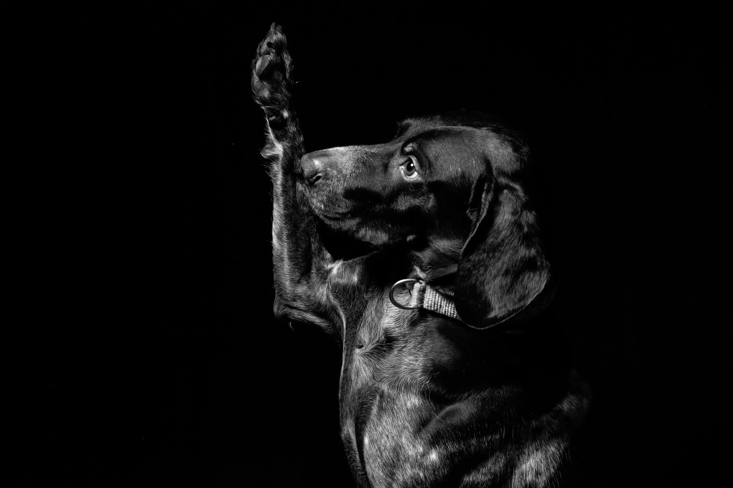Black and white photo of a dog tiptoeing and reaching up with one paw, against a black background.