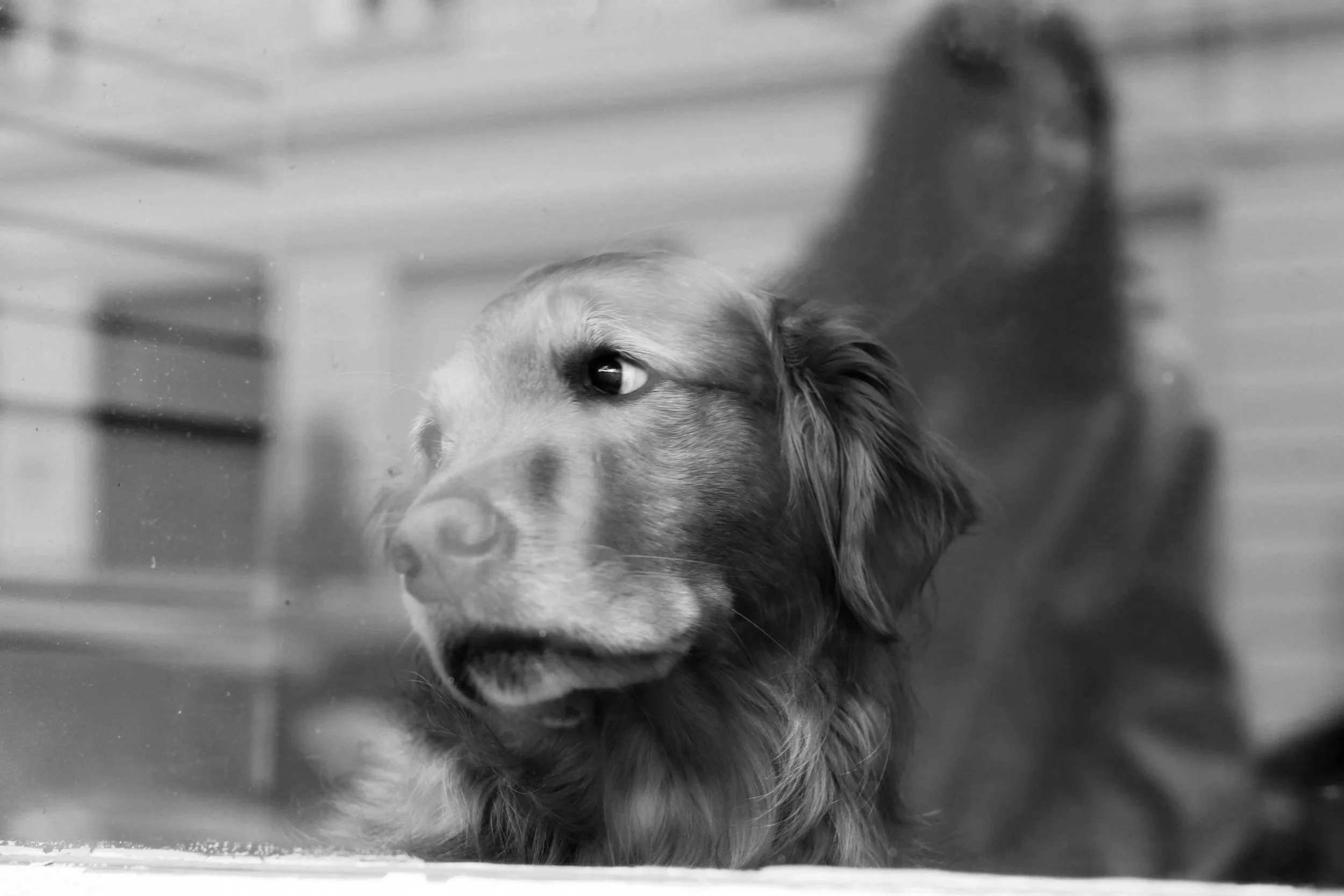 A black and white photo of a dog looking through a glass window, with a reflection and blurred background.