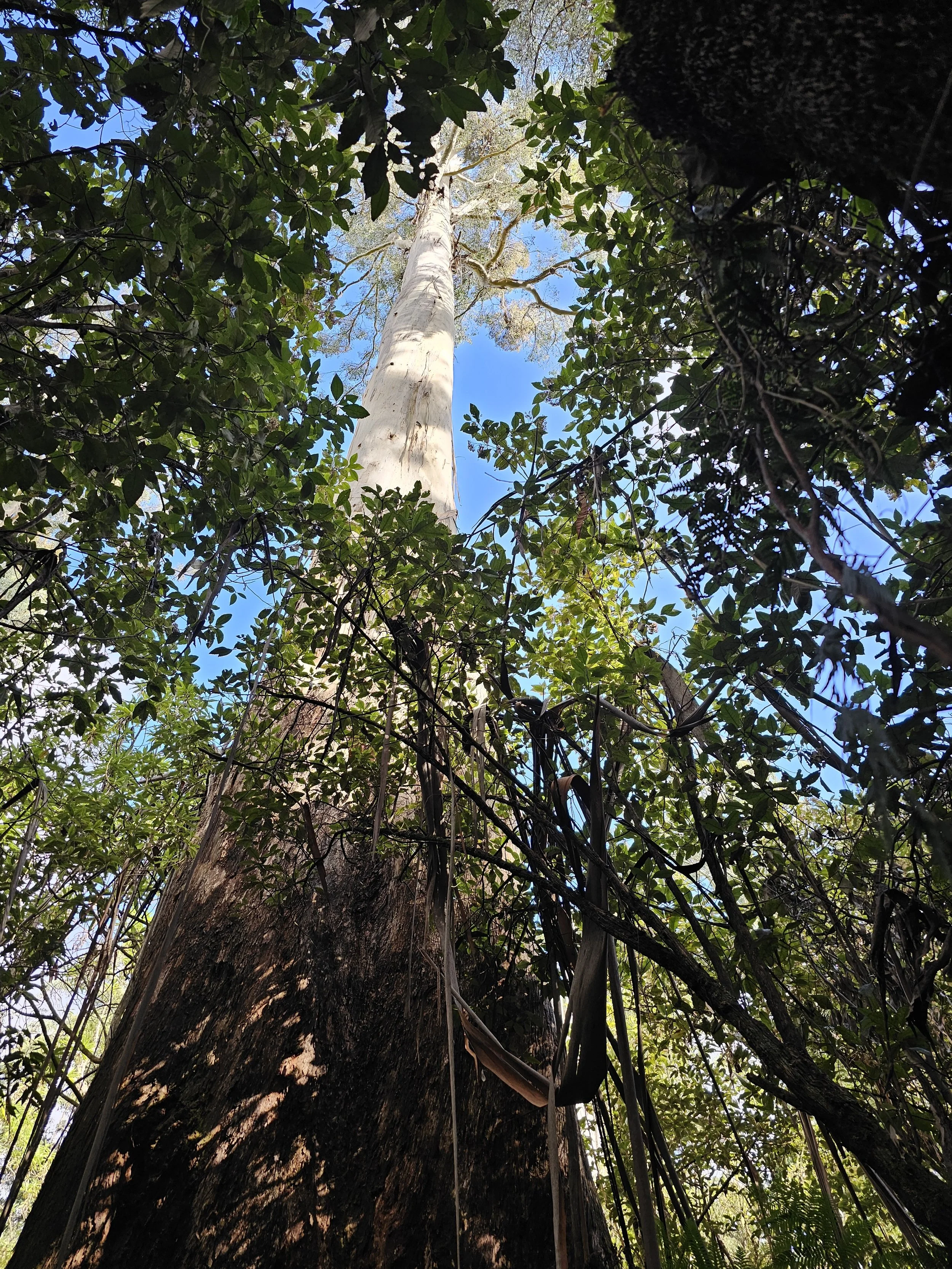 Ancient Mountain Ash trees surviving in the Otway Ranges, Victoria