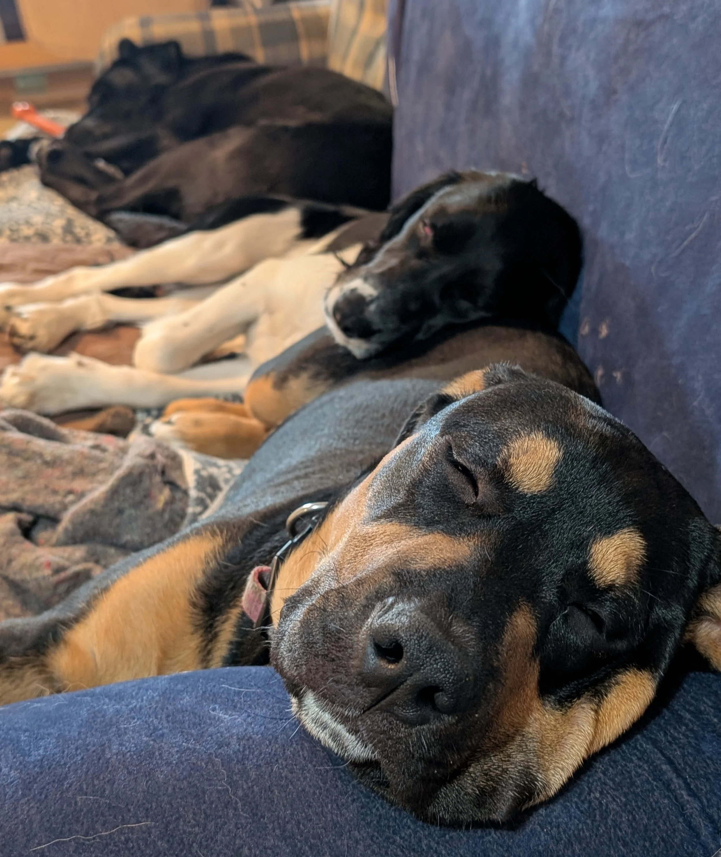 Overnight Dog Boarding