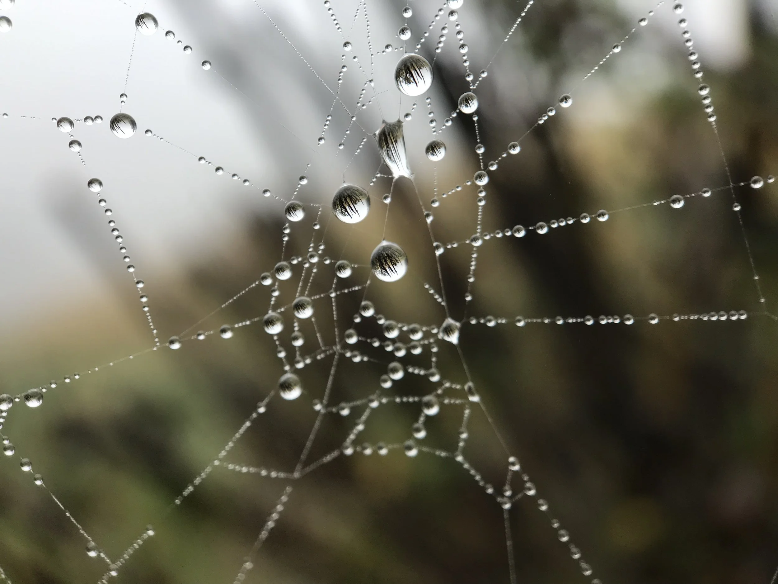 Closeup of a spiderweb with dew on some of the strands