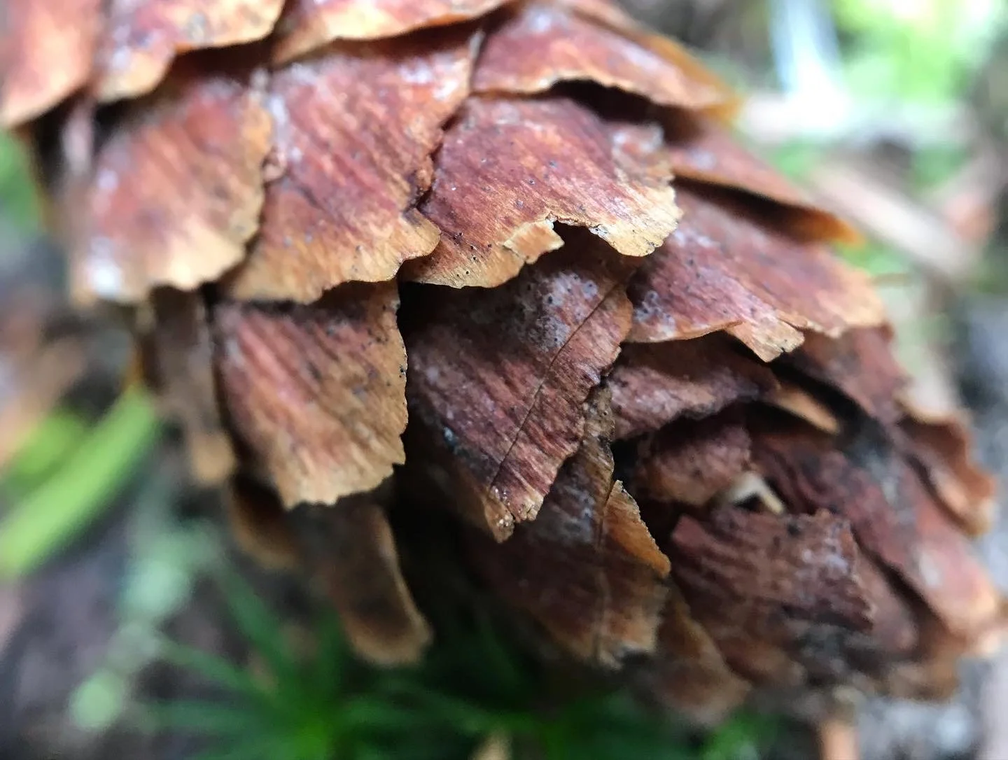 Closeup of a pinecone lying on the ground