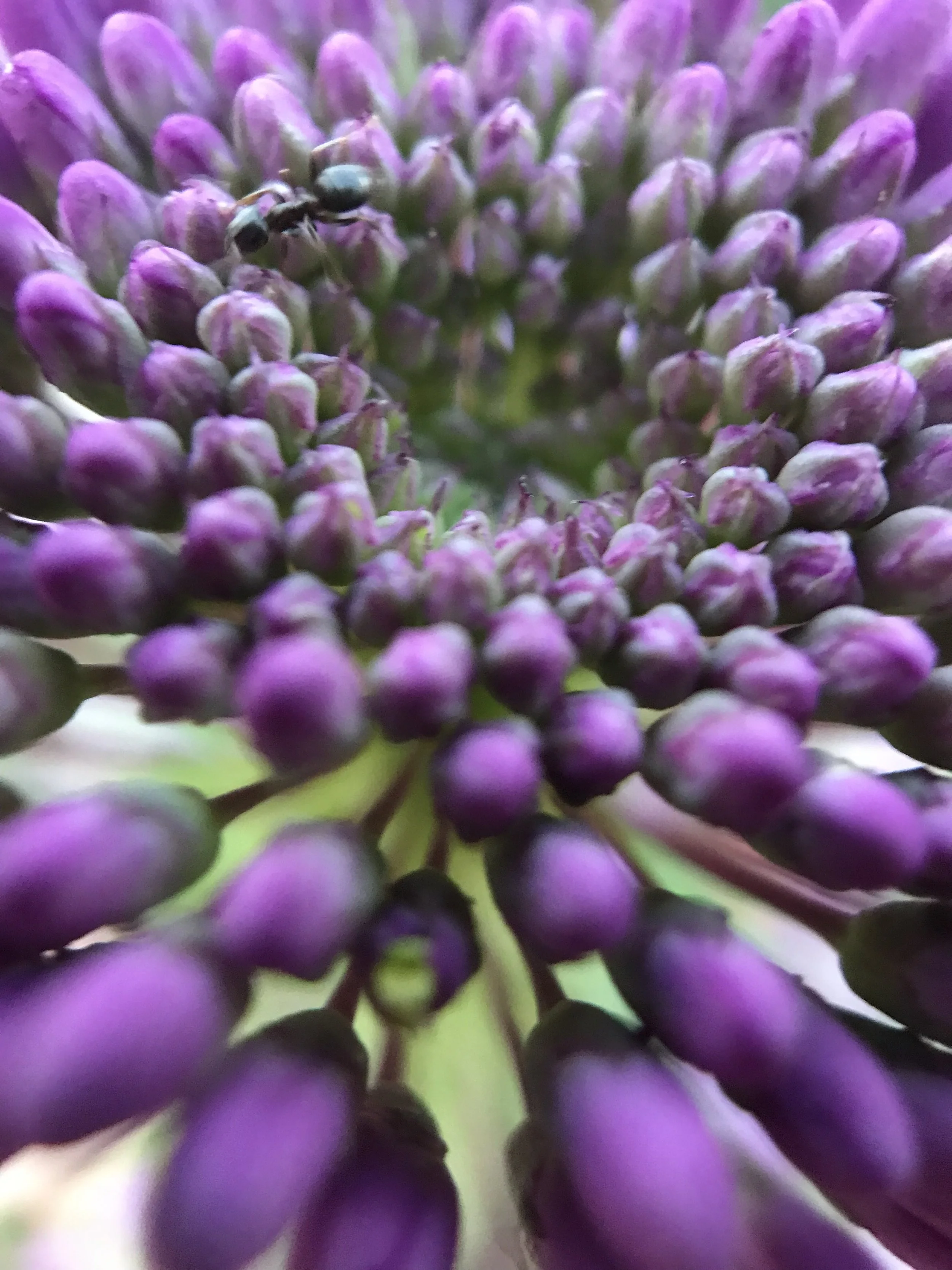 Closeup of flower petals and an ant crawling across them
