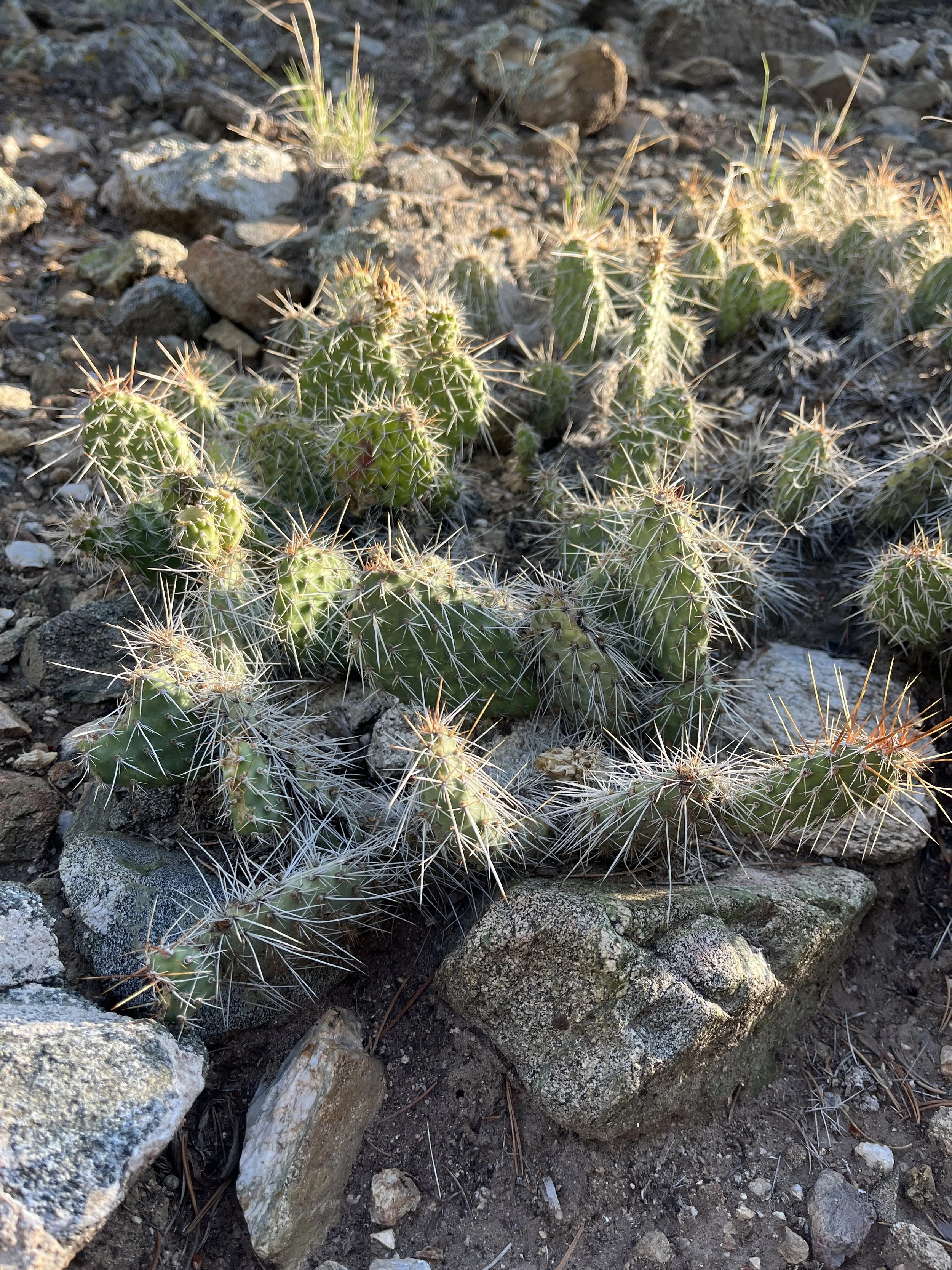 Close-up of a cactus with spines growing among rocks and dry soil in a desert environment.