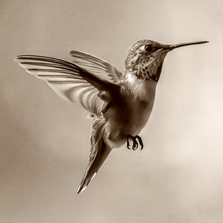 Digital Photography