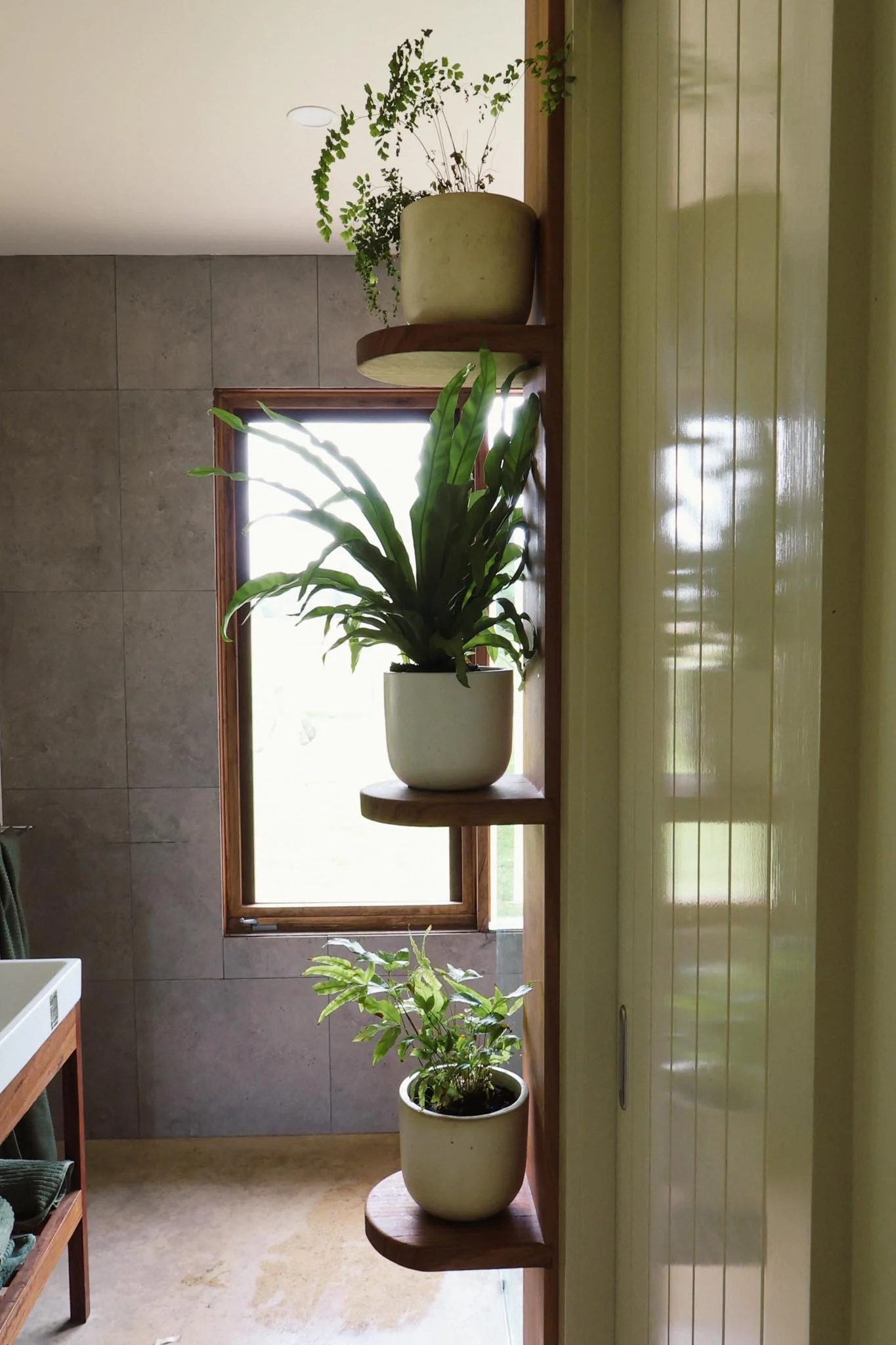 Three potted plants on wooden shelves positioned vertically next to a window, with a tiled wall behind them.