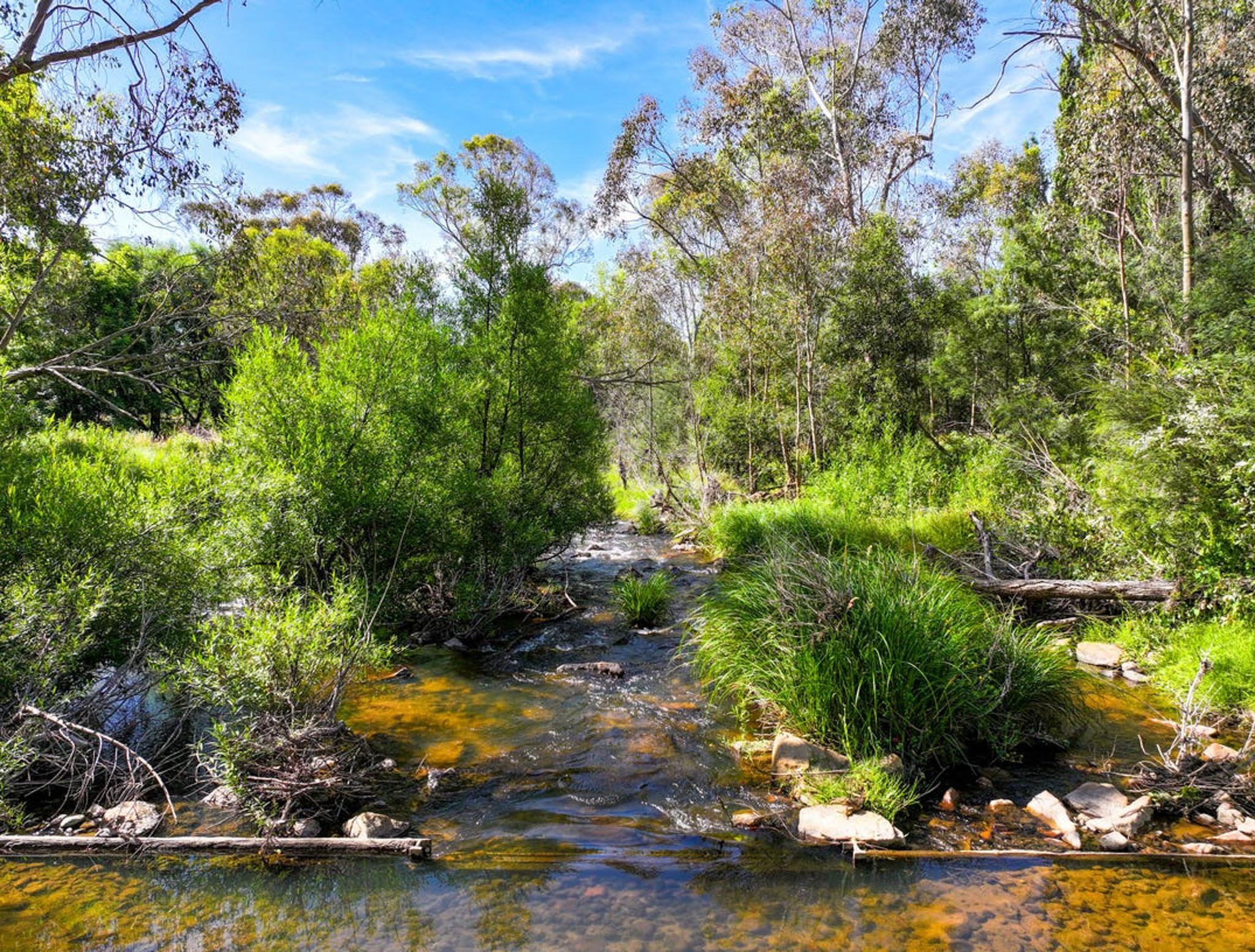 A scenic view of a creek flowing through a lush forest with tall green trees and bushes under a partly cloudy blue sky.