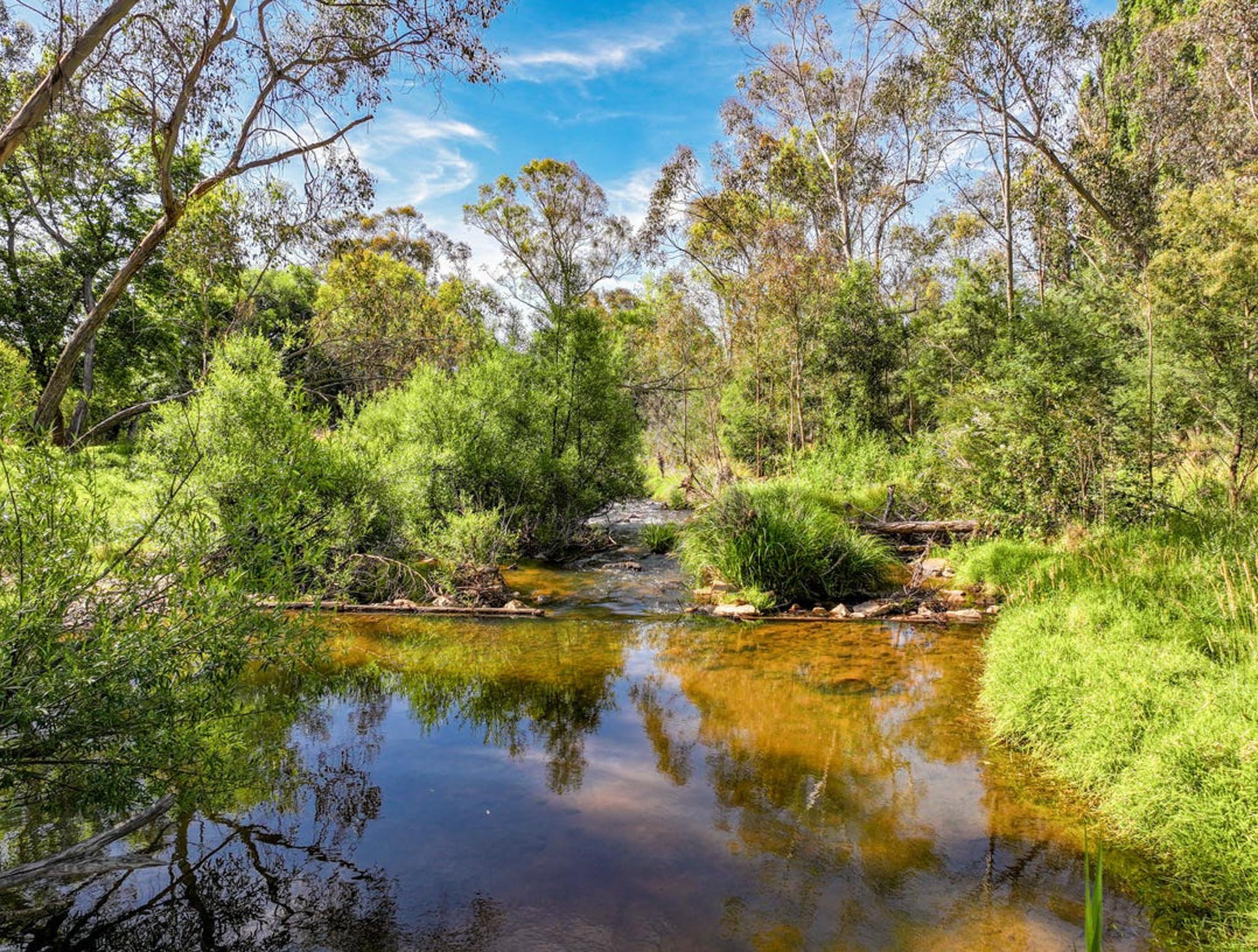 A small river flowing through a lush green forest with tall trees and bright blue sky.