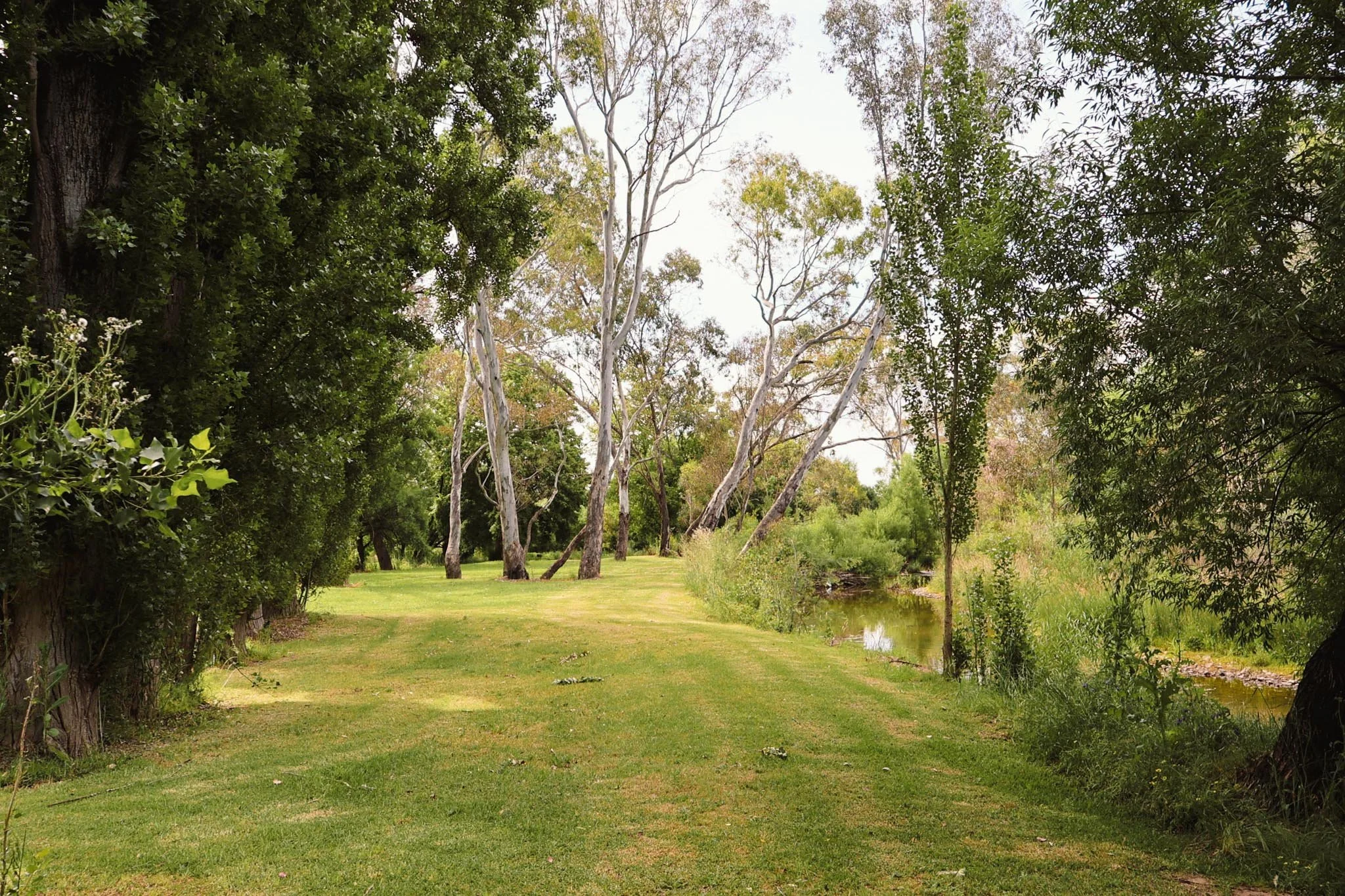 A grassy park scene with a small creek on the right and tall trees lining the area, some with white bark and others with dark green foliage.