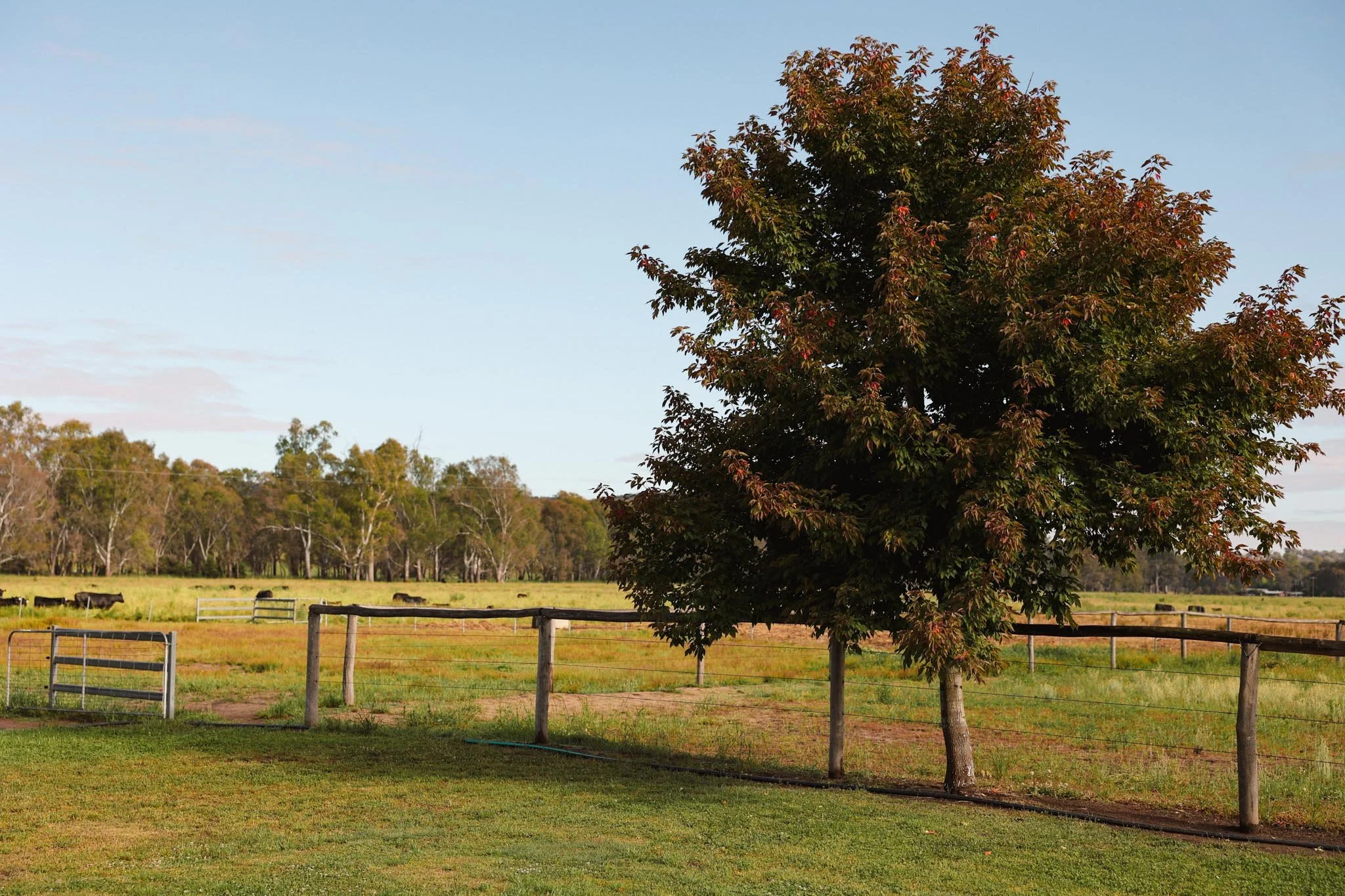 A grassy field with a large tree in the foreground and a wooden fence around it, with trees and cattle grazing in the background under a blue sky.