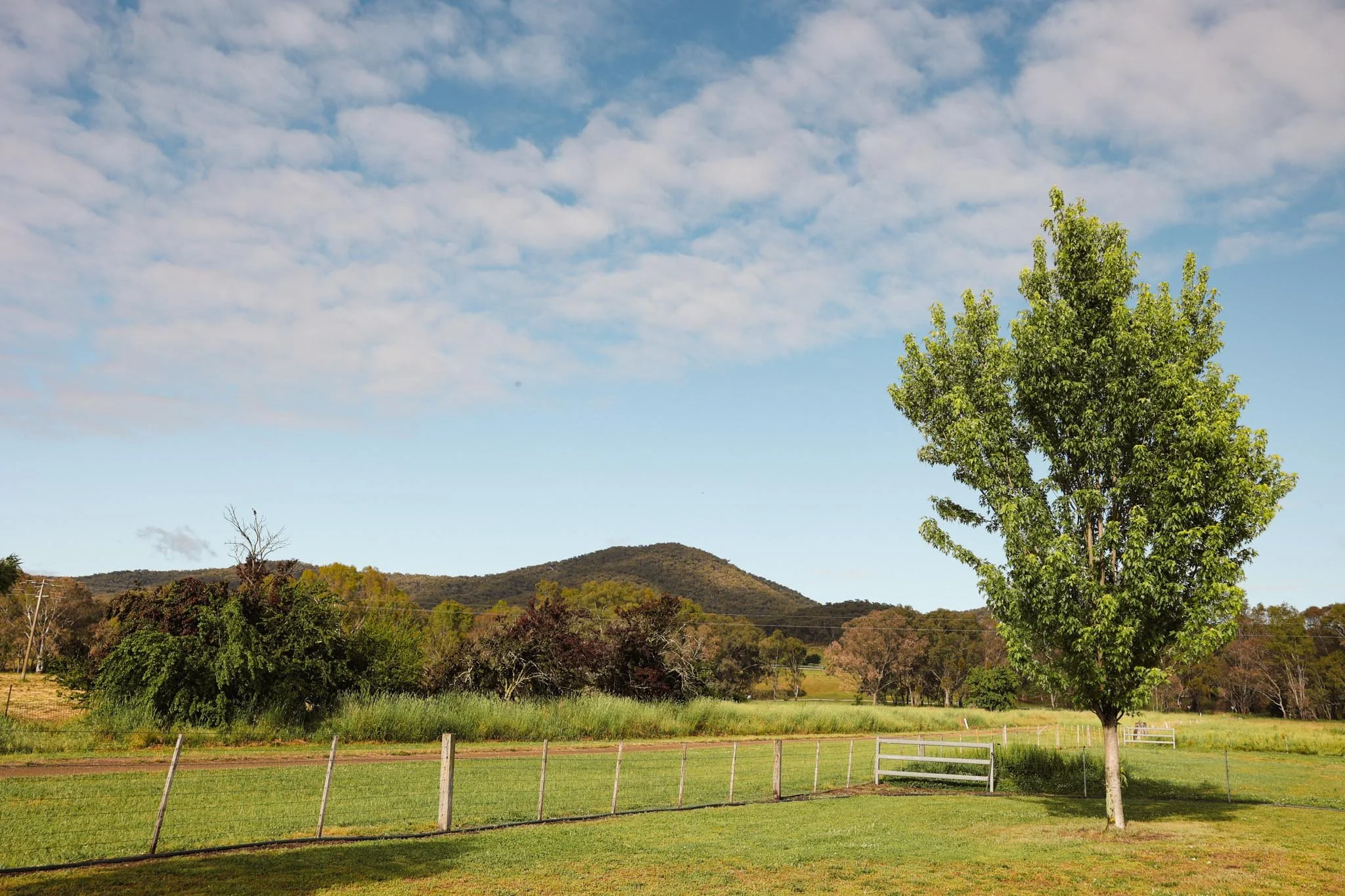 A grassy field with a single tall green tree, a white fence, and distant rolling hills under a partly cloudy sky.