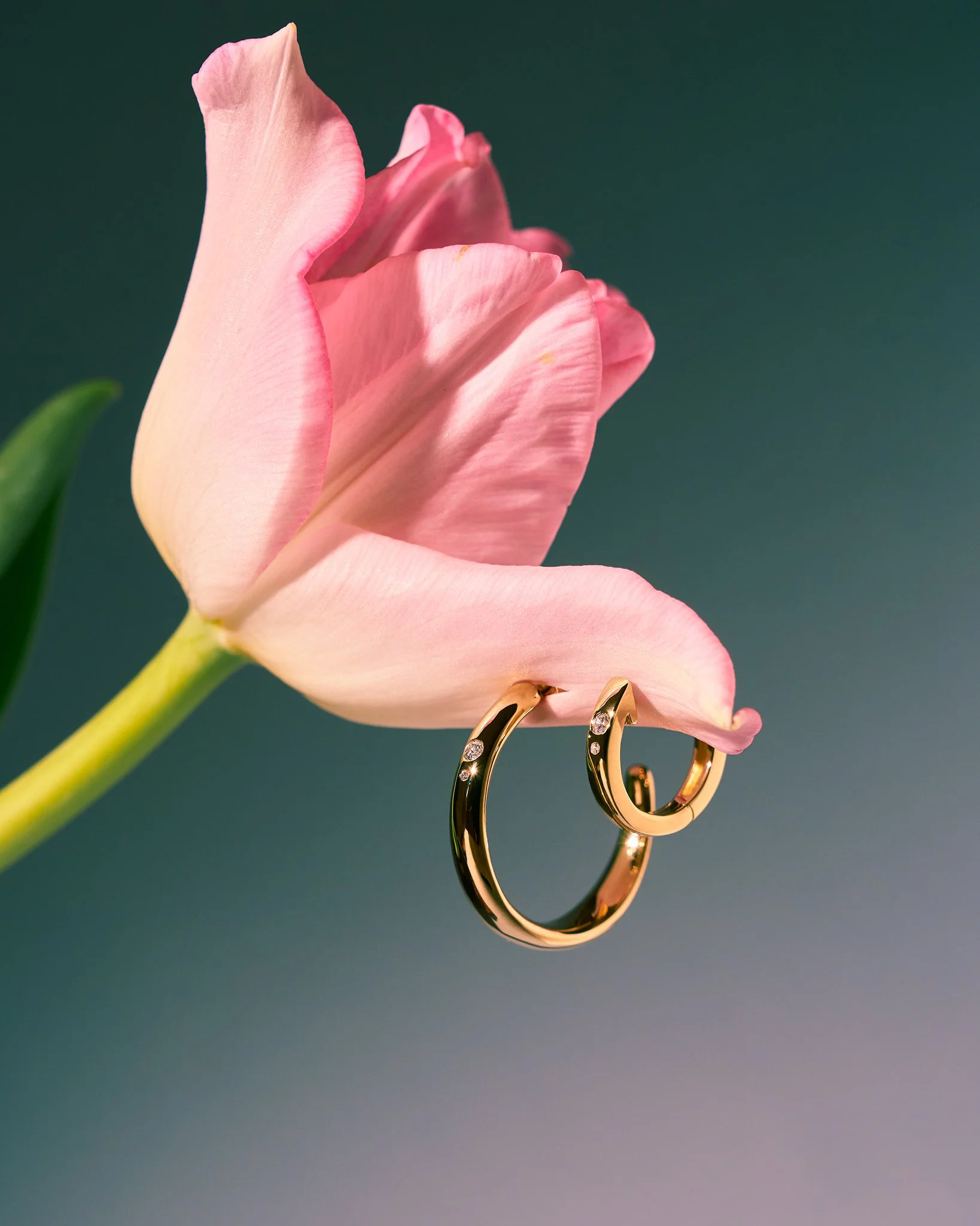 Pink tulip flower with two gold rings hanging from its petal.