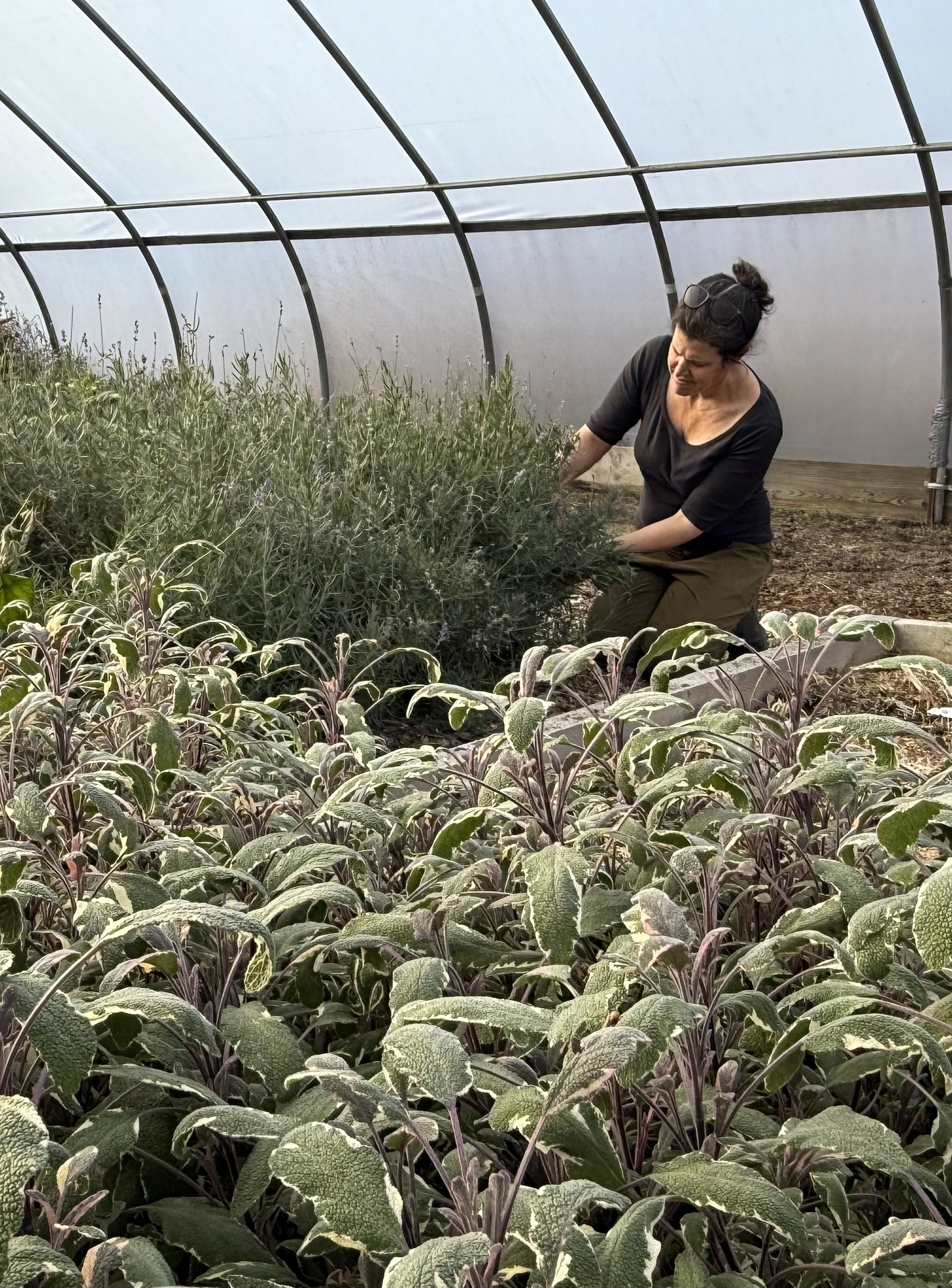 Tending to Food Systems: An Interview with Jenny Schwartz