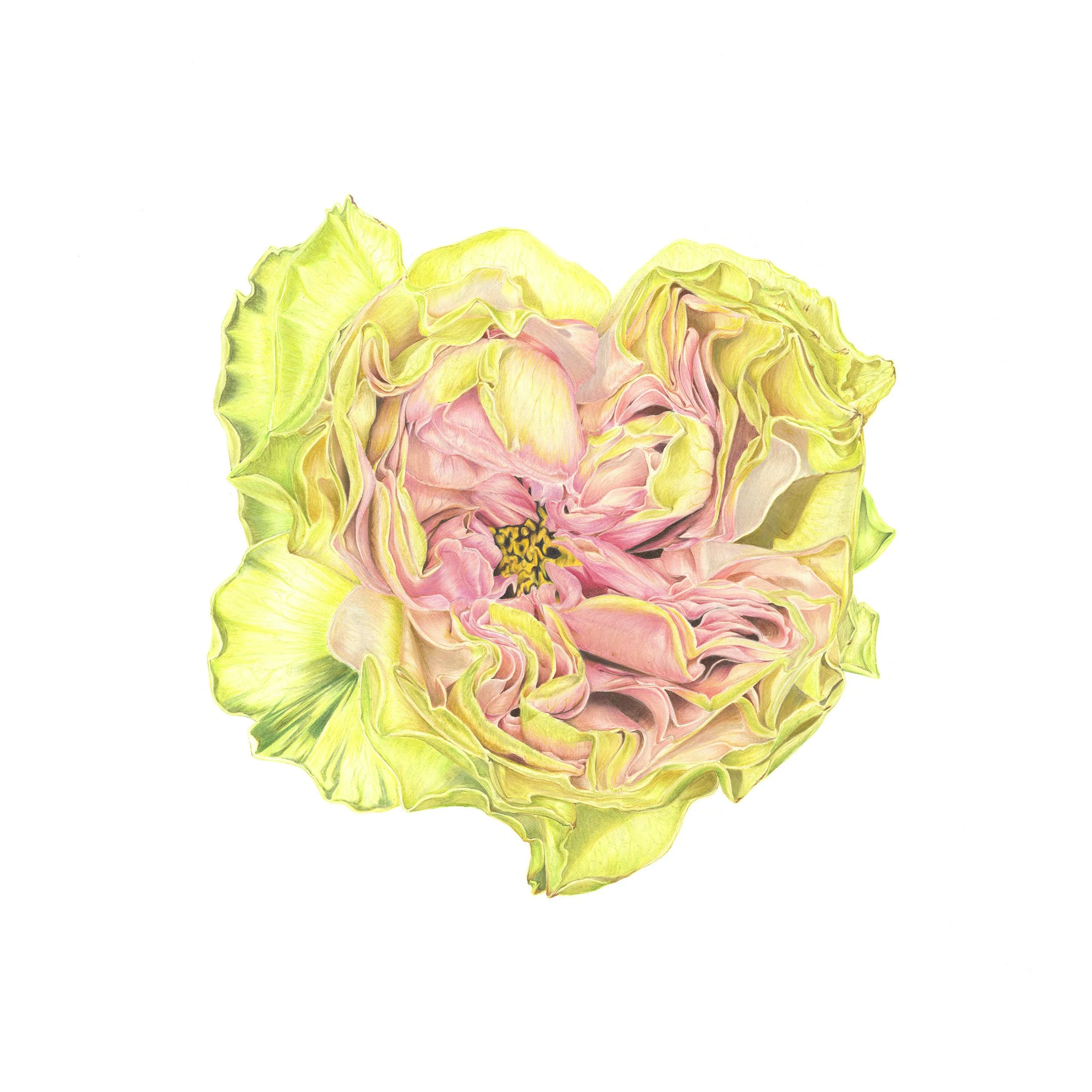Jimenez_Ace_Love Rose.jpg