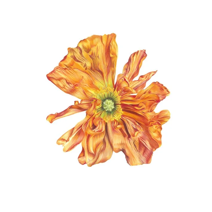 Flora Series