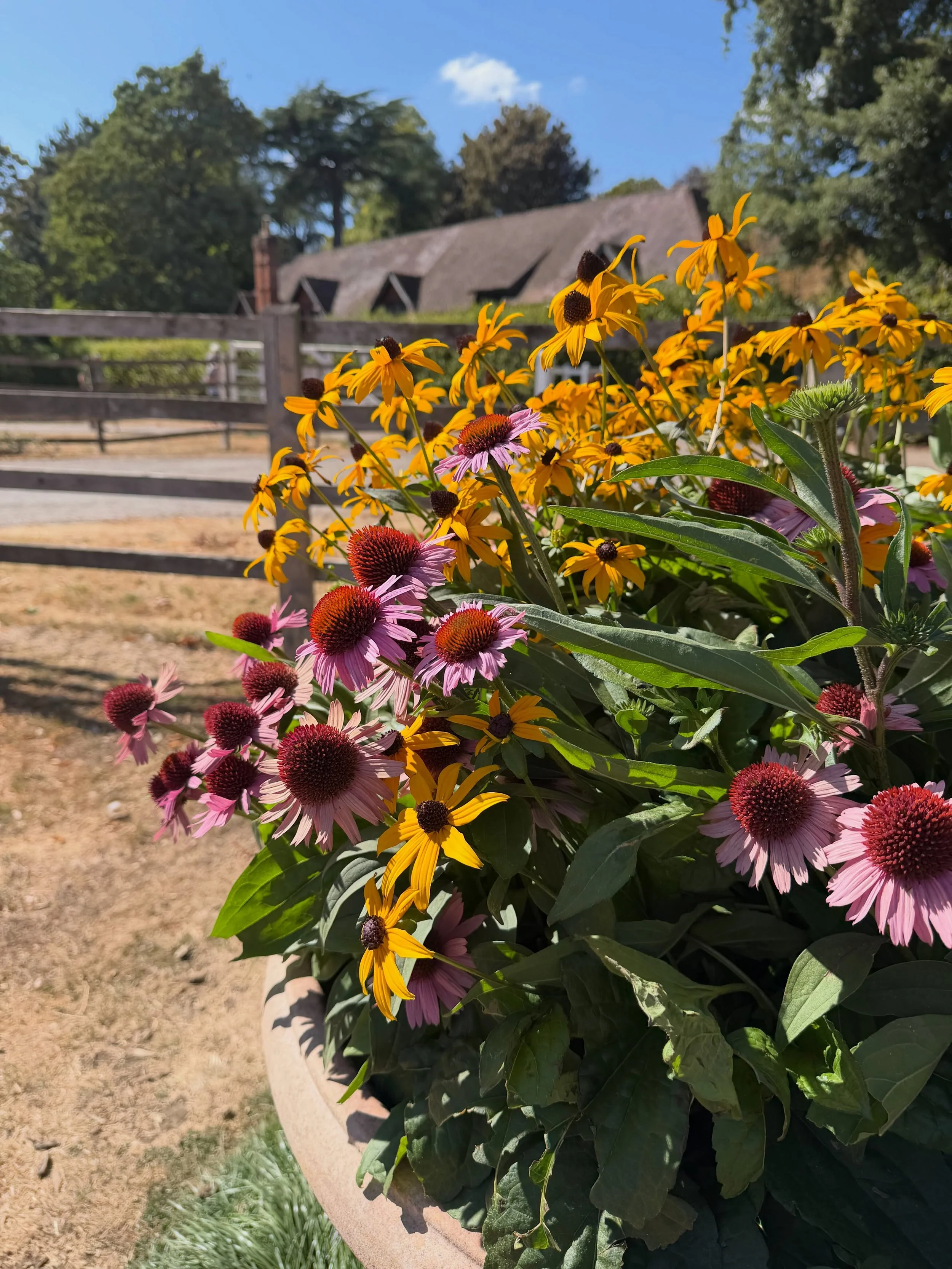 Lots of flower inspiration - Second national trust visit in 2 days yesterday was Stowe gardens today we went to Ascott house and gardens - we are getting lots of stamps in our passport this week