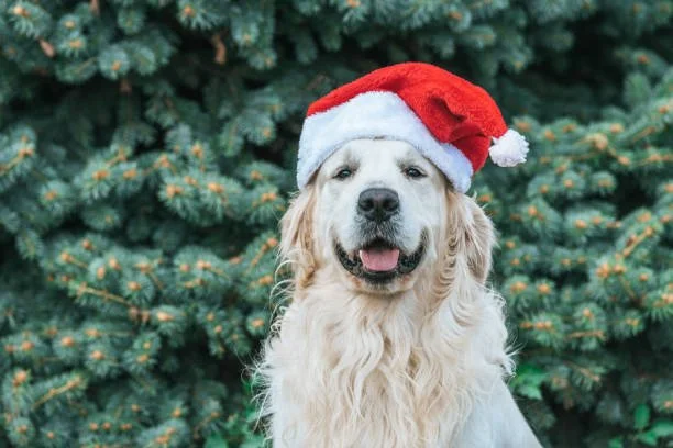 Golden retriever wearing a Santa hat outdoors in front of a Christmas tree.