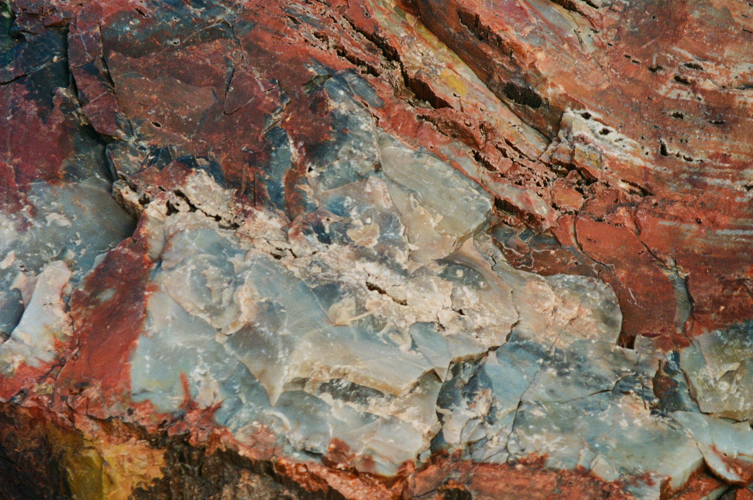 PetrifiedWood-Web.jpg