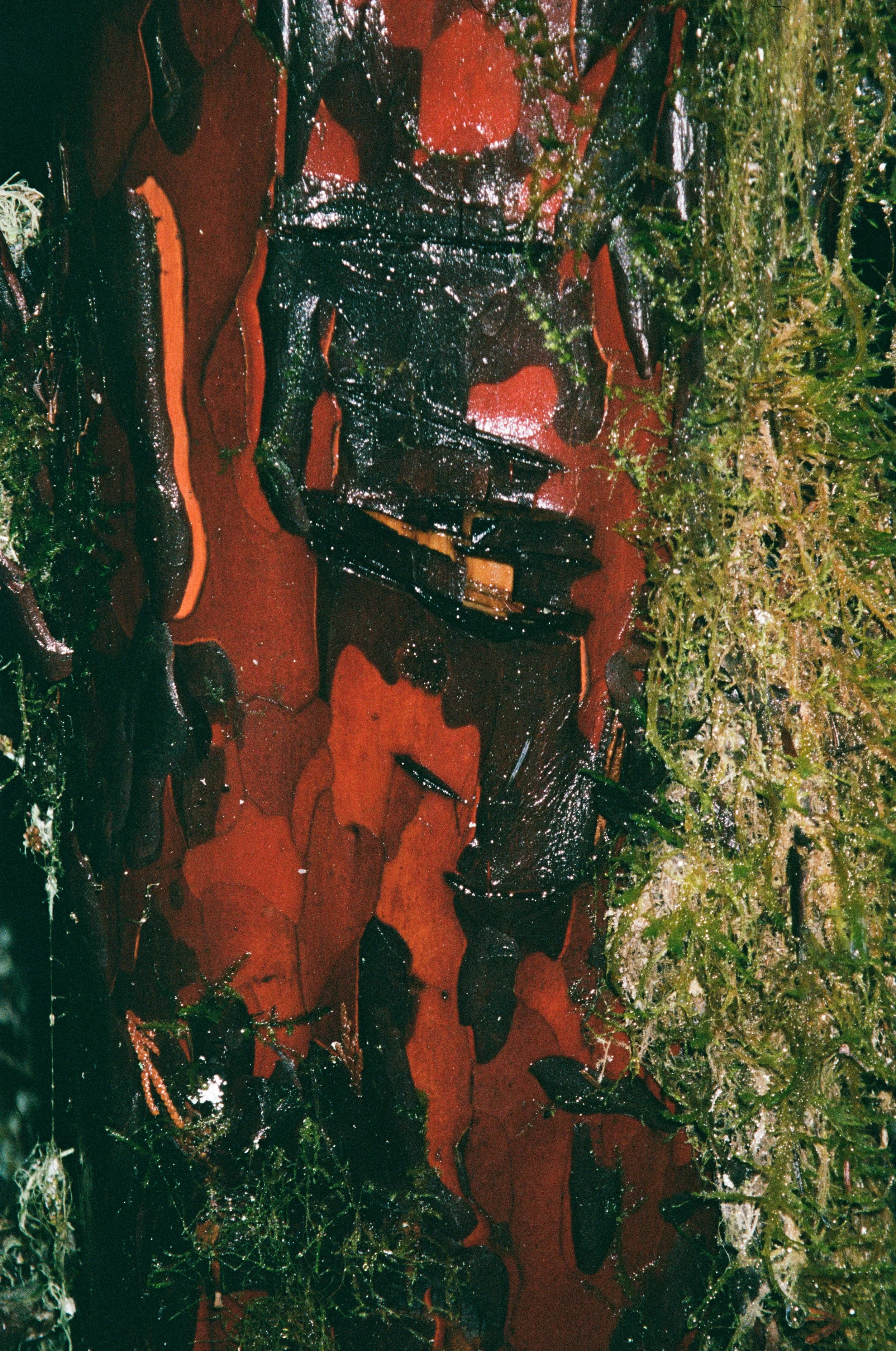 Wet Mature Madrone Texture.jpg