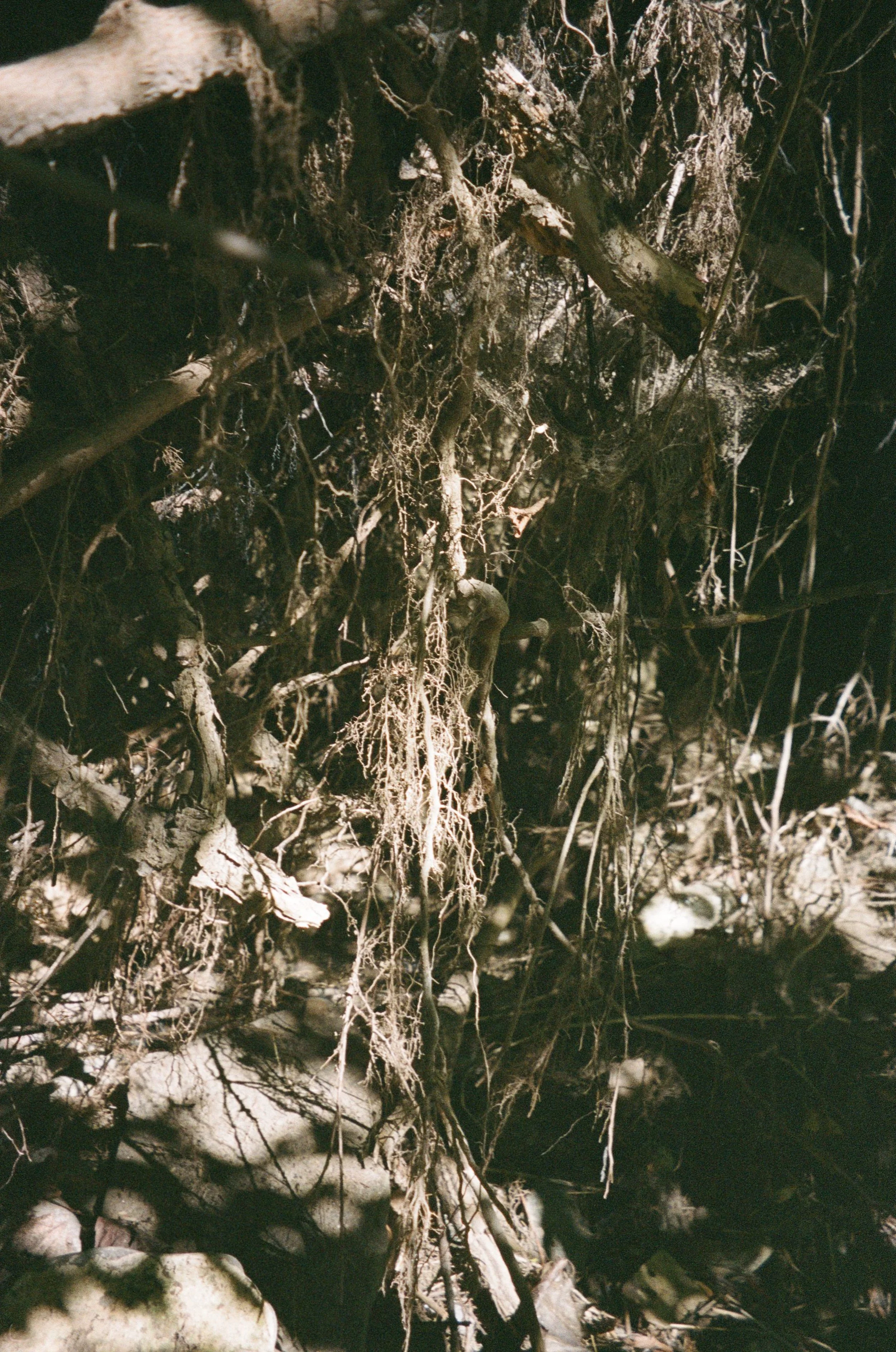 Roots Shadow 2025.jpg