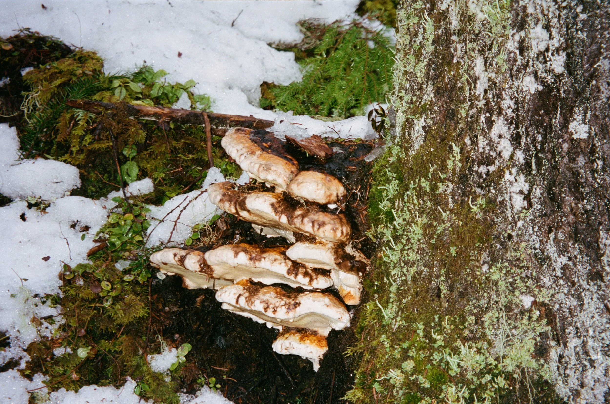 Rêvé pour l'hiver4.jpg