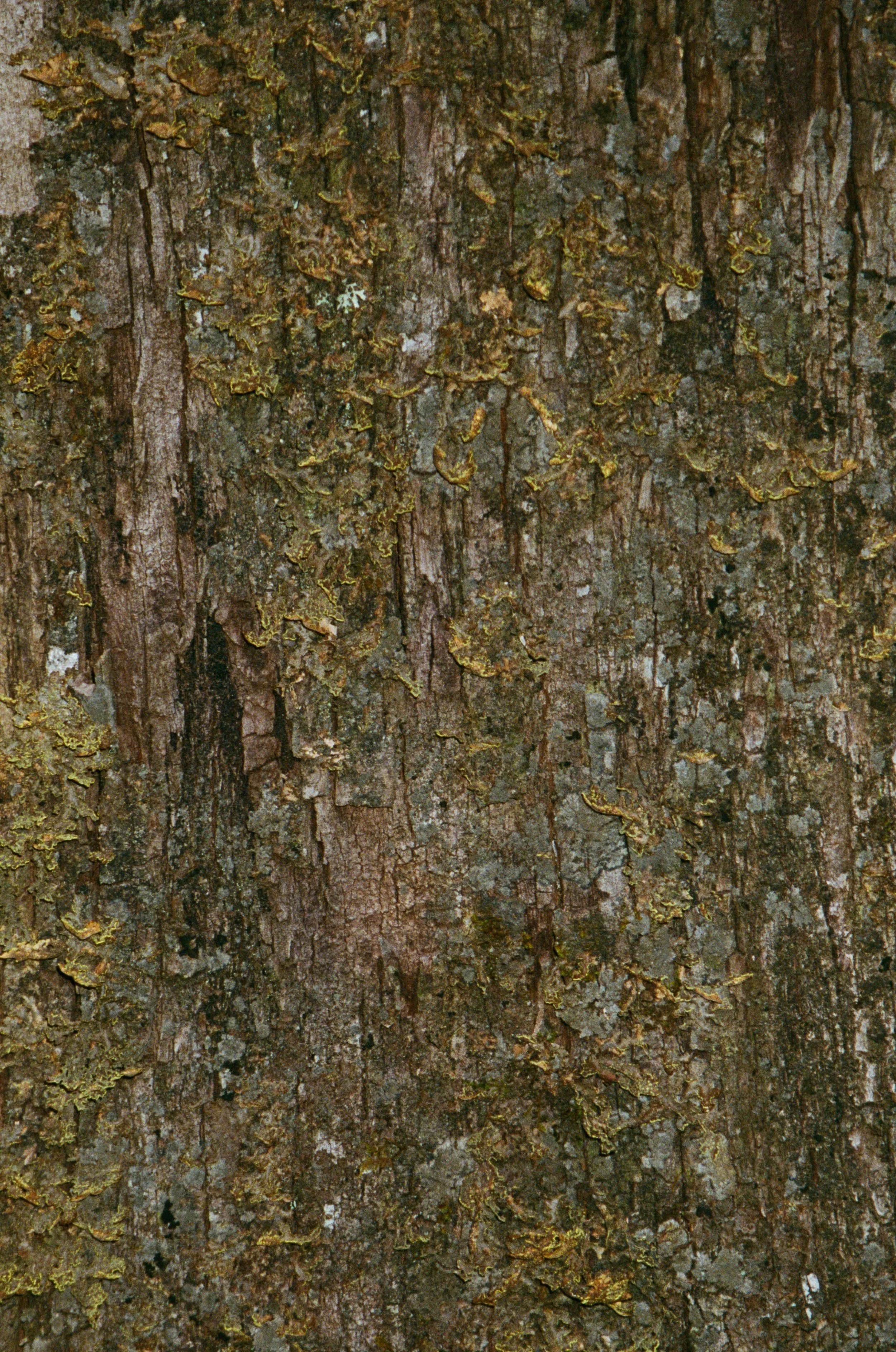 Tree Bark Texture1.jpg