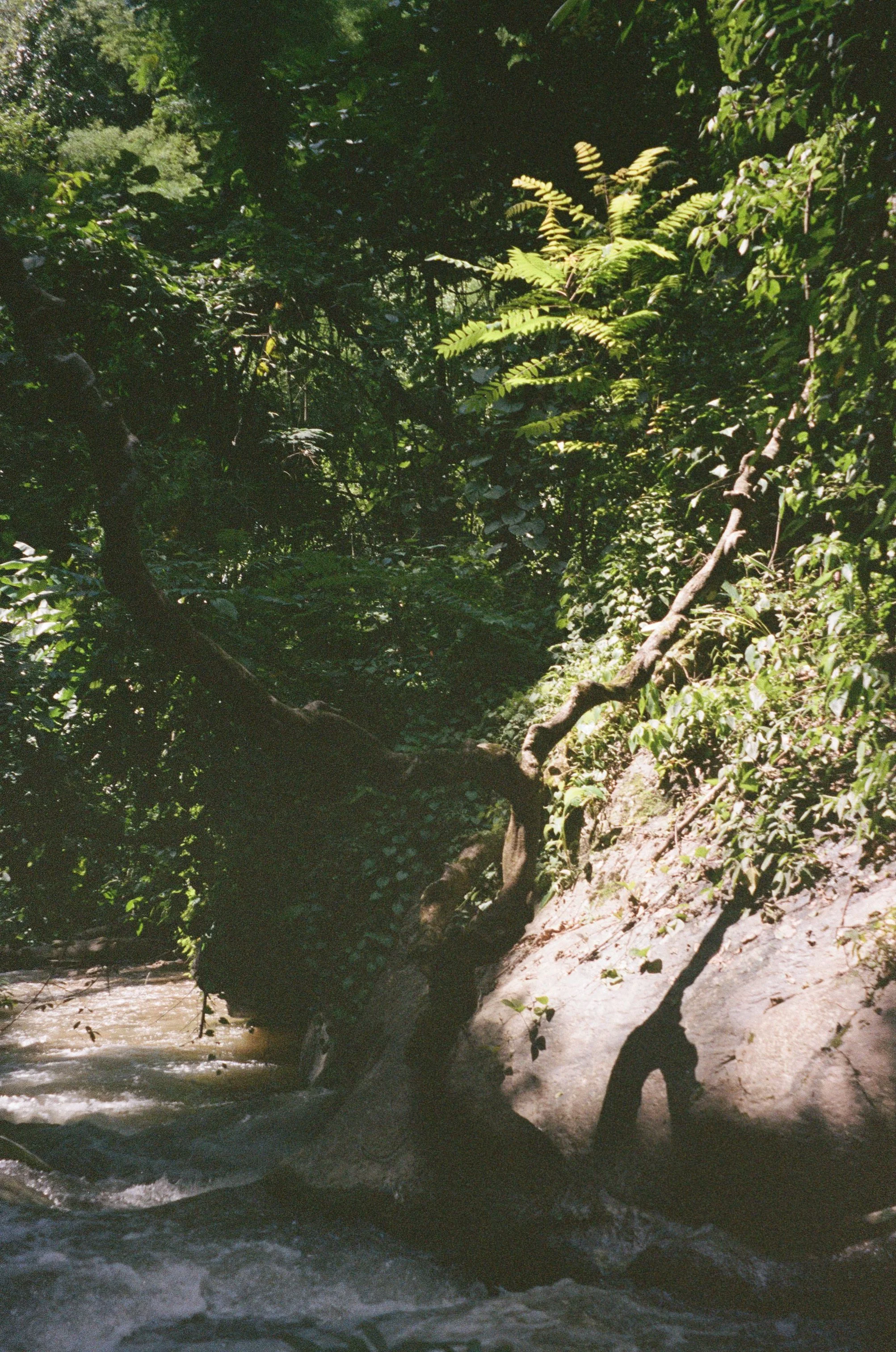 Pai Tree Shadow.jpg