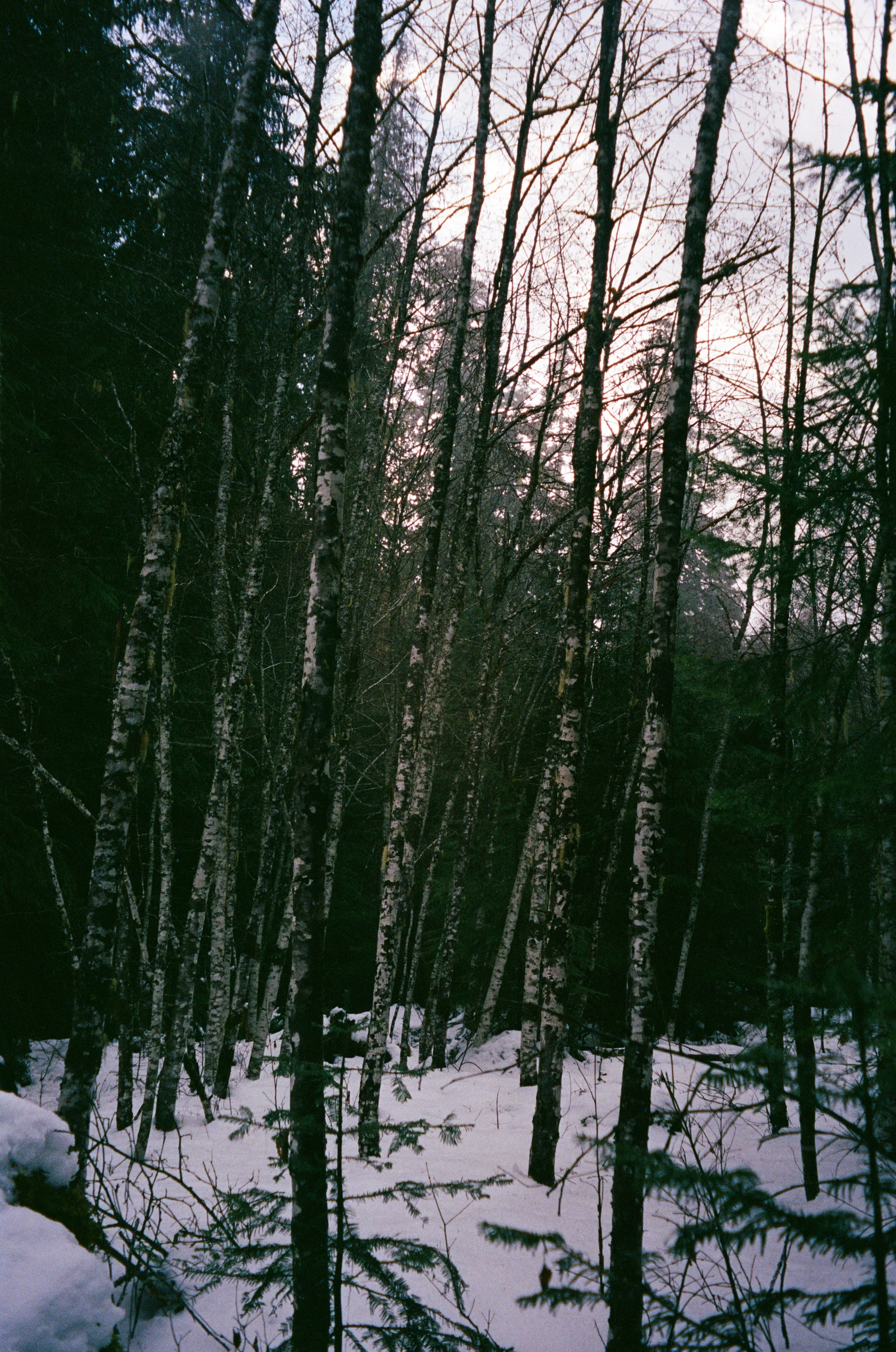 Rêvé pour l'hiver1.jpg